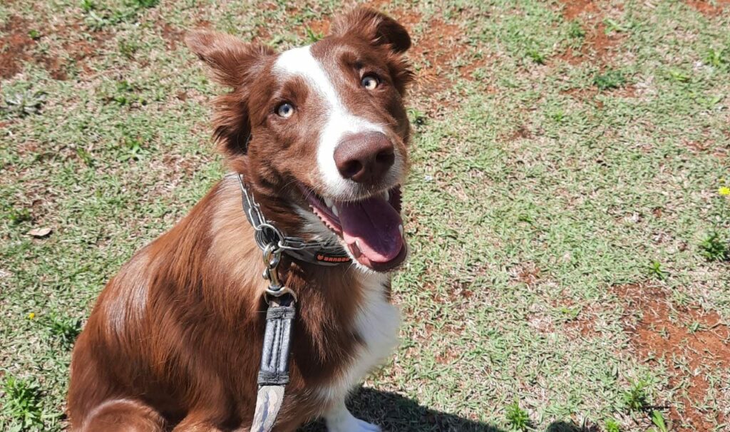 Adestramento de cães - Gali Border Collie