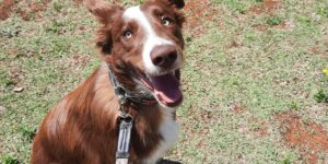 Adestramento de cães - Gali Border Collie