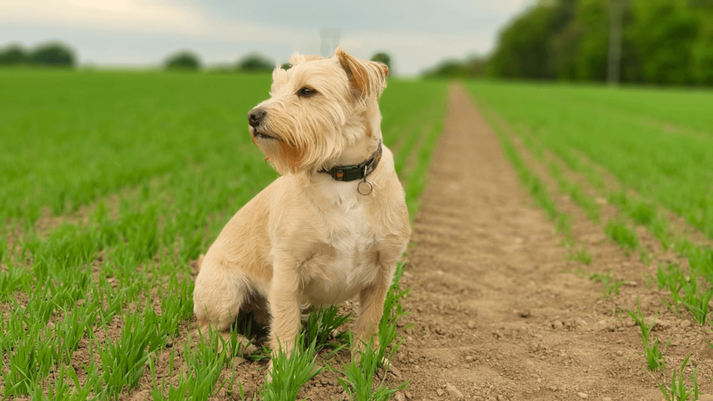 Como ensinar o cachorro a sentar - Jhon's Dog - Adestramento de Cães