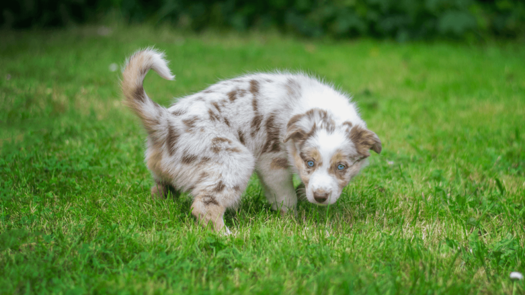 Como ensinar o cachorro a fazer xixi no lugar certo - Jhon's Dog - Adestramento de cães