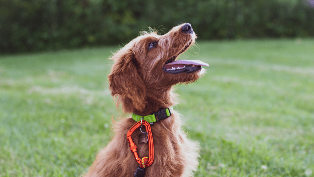 O que é adestramento de cães - Jhon's Dog Adestramento de cães