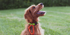 O que é adestramento de cães - Jhon's Dog Adestramento de cães