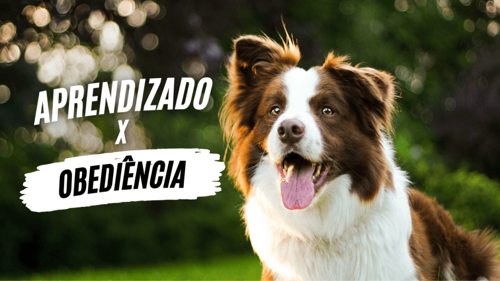 Aprendizado X Obediência - O Caminho da Mente Canina - Jhon's Dog - Adestramento de Cães