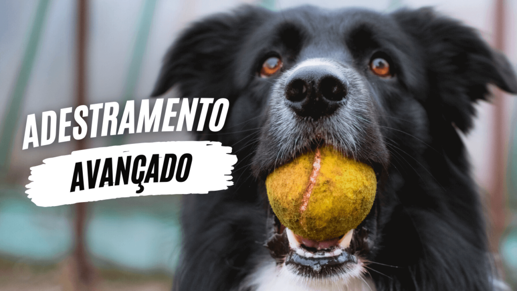 Adestramento Avançado - O Caminho da Mente Canina - Jhon's Dog - Adestramento de Cães