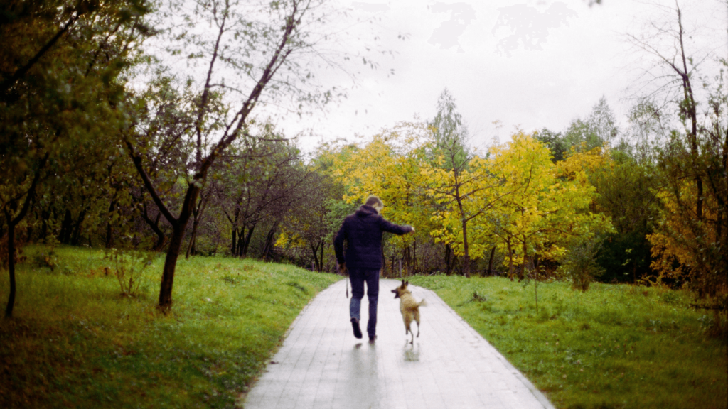 Como fazer o cachorro parar de puxar no passeio - Jhon's Dog - Adestramento de Cães