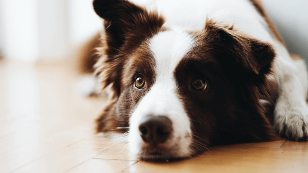 O que cobrar do treinamento do cachorro - Jhon's Dog - Adestramento de cães