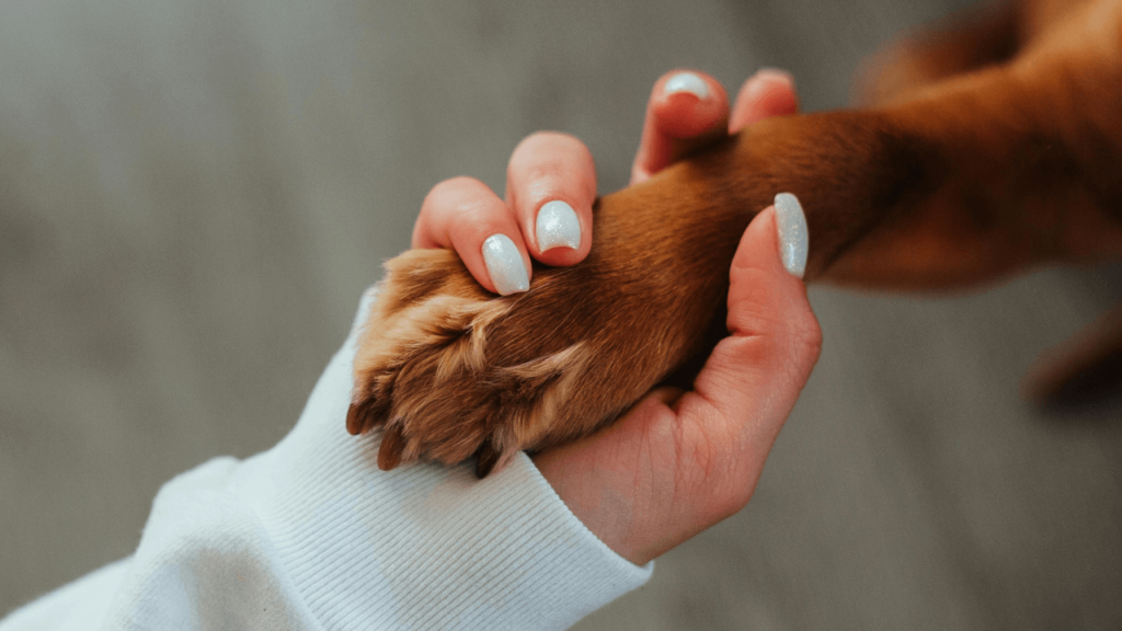 Posso fazer carinho no meu cachorro - Jhon's Dog - Adestramento de Cães