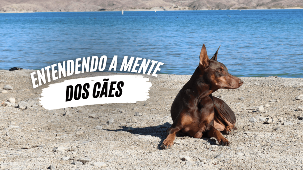 Entendendo a mente dos cães - O Caminho da Mente Canina - Jhon's Dog - Adestramento de Cães