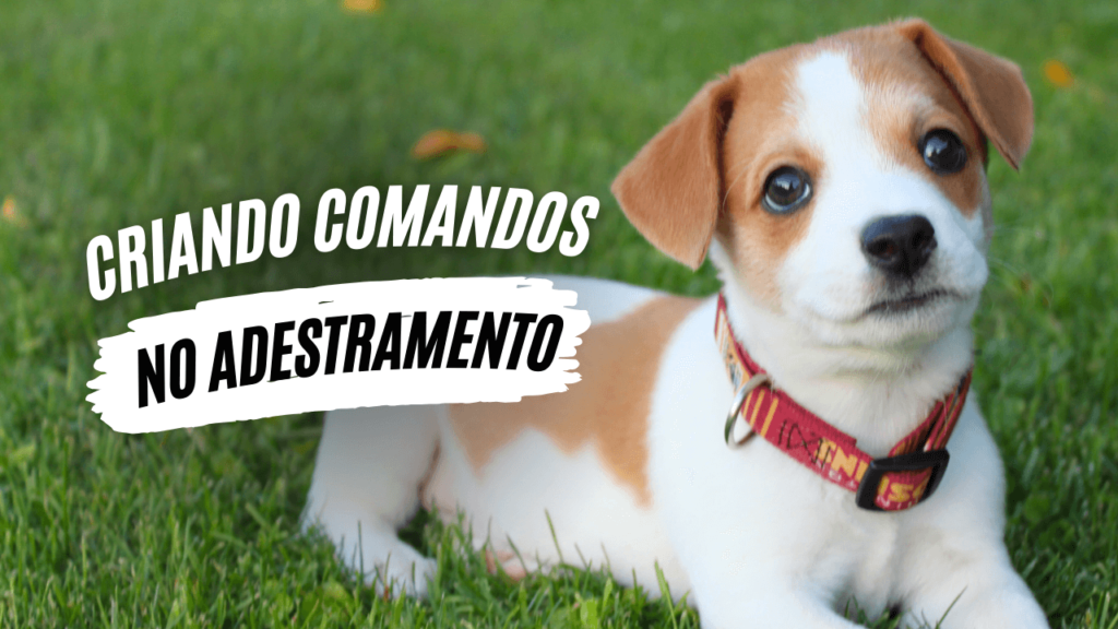 Criando comandos no adestramento - O Caminho da Mente Canina - Jhon's Dog - Adestramento de Cães