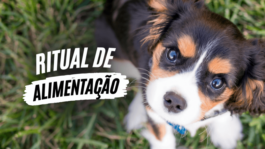 Ritual de alimentação - O Caminho da Mente Canina - Jhon's Dog - Adestramento de Cães