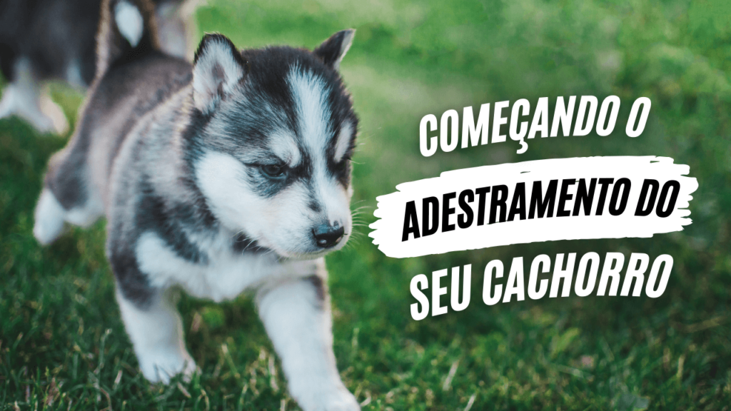 Começando o adestramento do seu cachorro - O Caminho da Mente Canina - Jhon's Dog - Adestramento de Cães