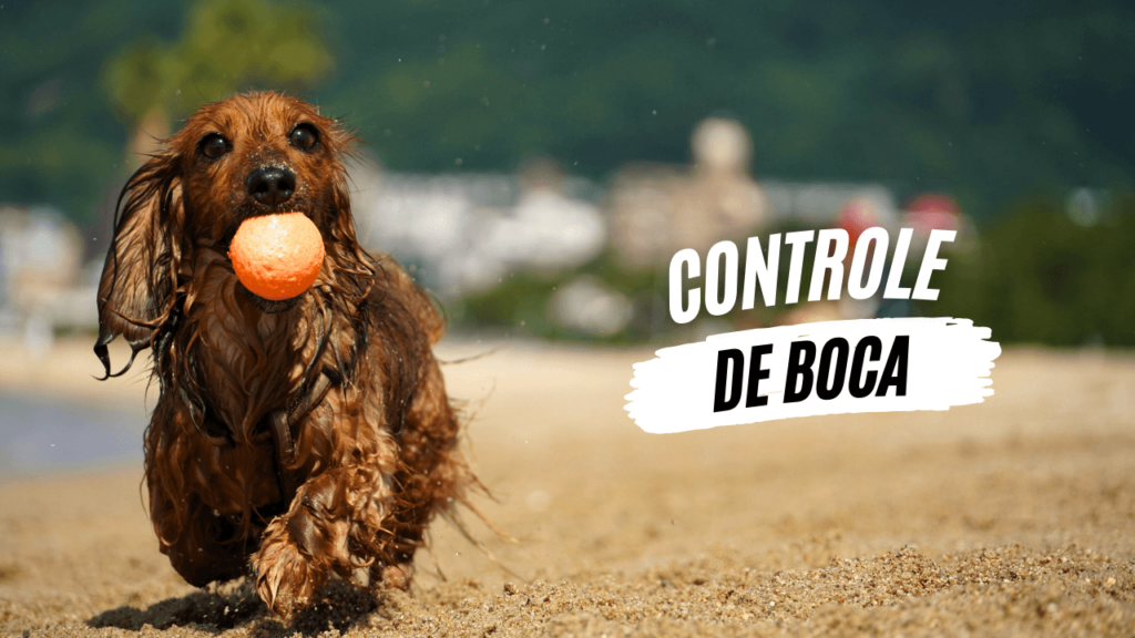 Controle de boca - O Caminho da Mente Canina - Jhon's Dog - Adestramento de Cães