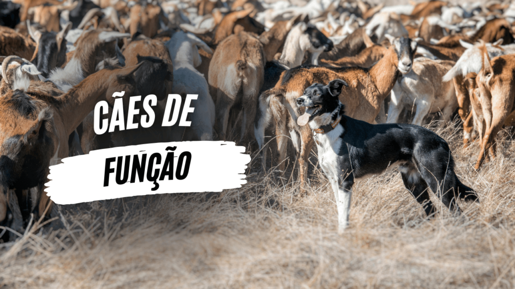 Cães de função - O Caminho da Mente Canina - Jhon's Dog - Adestramento de Cães