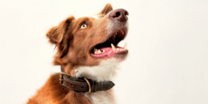 A coleira de couro Jhon's Dog é boa vale a pena - Jhon's Dog Adestramento de Cães
