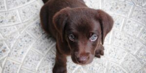 Como adestrar um cachorro filhote - Jhon's Dog - Adestramento de Cães