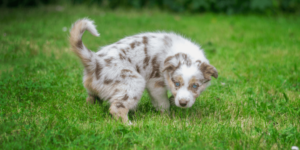 Como ensinar o cachorro a fazer xixi no lugar certo - Jhon's Dog Adestramento de Cães