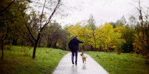 Como fazer o cachorro parar de puxar no passeio - Jhon's Dog Adestramento de Cães