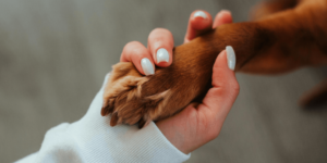 Não faça carinho no seu cachorro antes de ler este artigo - Jhon's Dog Adestramento de Cães