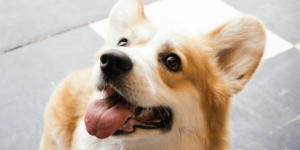 meu cachorro fica alegre quando eu chego - Jhon's Dog Adestramento de Cães